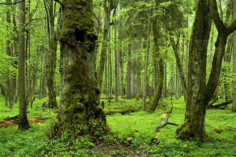 The Forest: あなたは太古の森林で生き残れるか！？